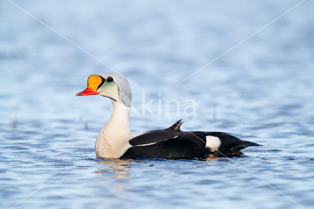 King Eider (Somateria spectabilis)