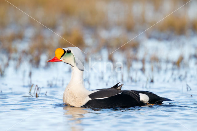 King Eider (Somateria spectabilis)