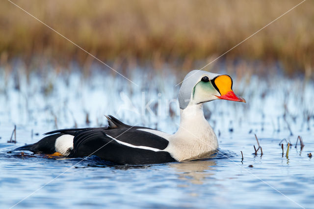 King Eider (Somateria spectabilis)