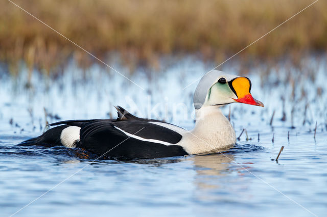 King Eider (Somateria spectabilis)