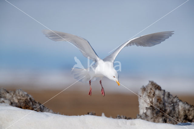 Glaucous Gull (Larus hyperboreus)