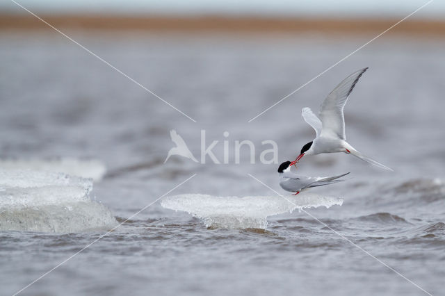 Arctic Tern (Sterna paradisaea)