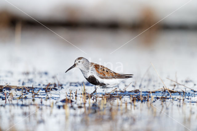 Bonte Strandloper (Calidris alpina)