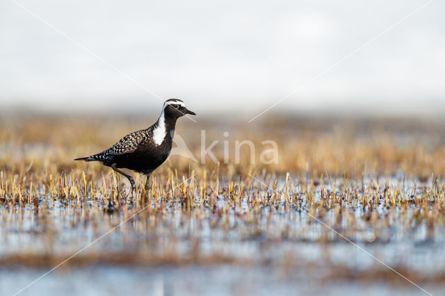 Amerikaanse Goudplevier (Pluvialis dominica)