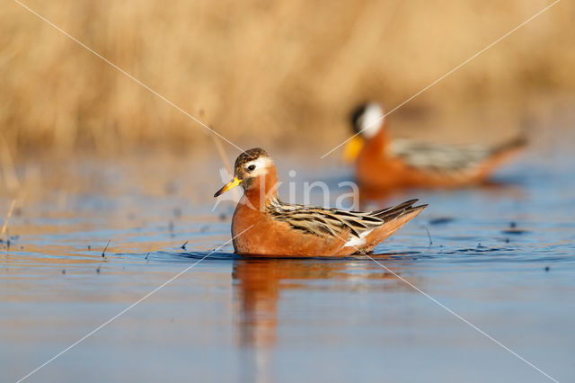 Rosse Franjepoot (Phalaropus fulicarius)