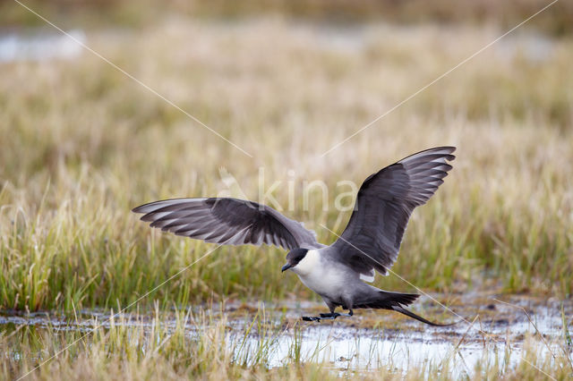 Long-tailed Jaeger (Stercorarius longicaudus)