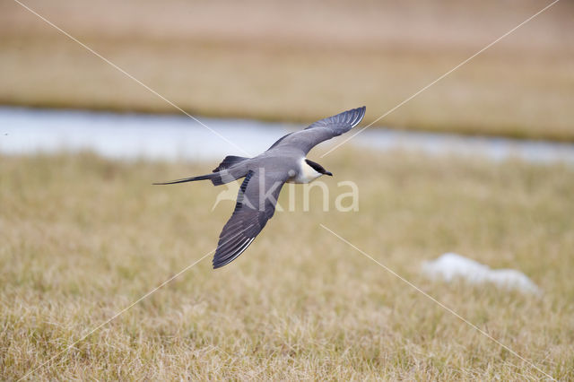 Long-tailed Jaeger (Stercorarius longicaudus)