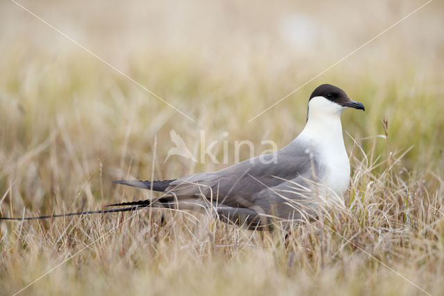 Long-tailed Jaeger (Stercorarius longicaudus)