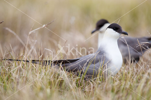 Long-tailed Jaeger (Stercorarius longicaudus)