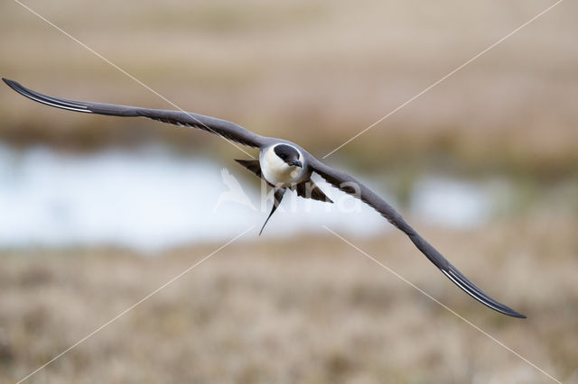 Long-tailed Jaeger (Stercorarius longicaudus)