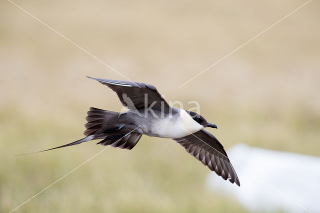 Long-tailed Jaeger (Stercorarius longicaudus)