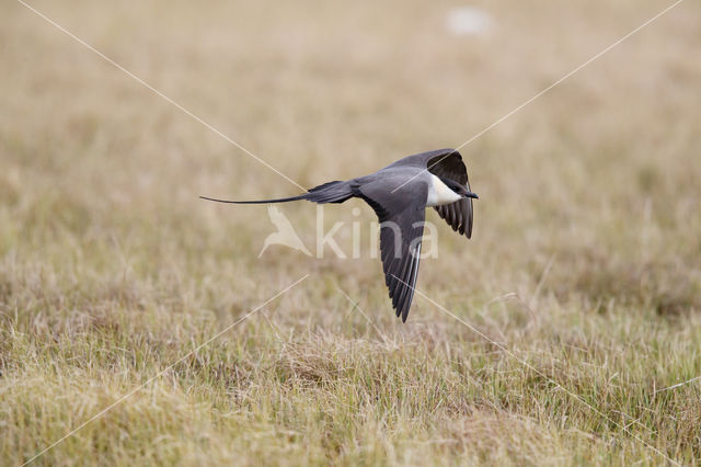 Long-tailed Jaeger (Stercorarius longicaudus)