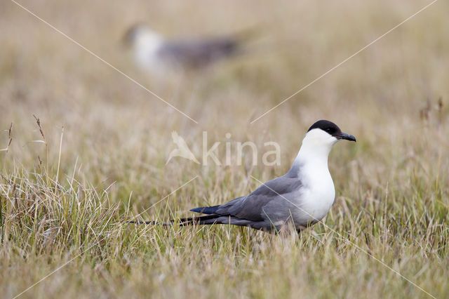 Long-tailed Jaeger (Stercorarius longicaudus)