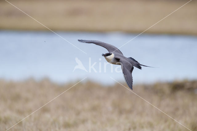 Long-tailed Jaeger (Stercorarius longicaudus)