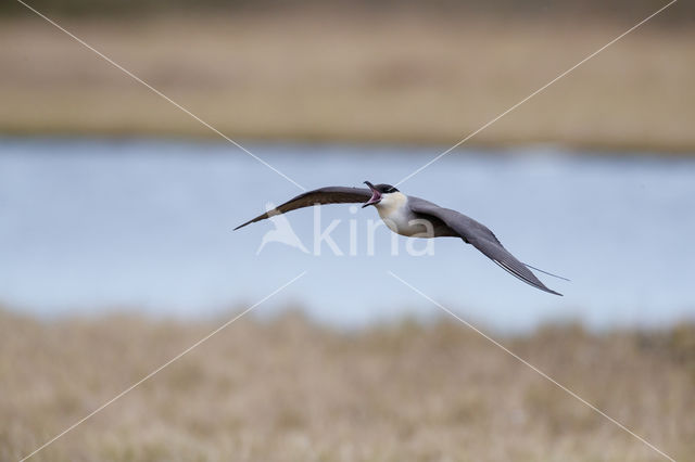 Long-tailed Jaeger (Stercorarius longicaudus)