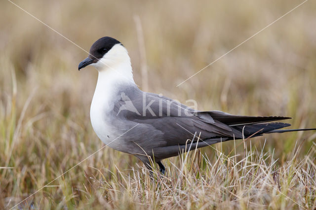 Long-tailed Jaeger (Stercorarius longicaudus)