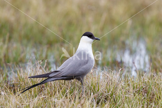 Long-tailed Jaeger (Stercorarius longicaudus)