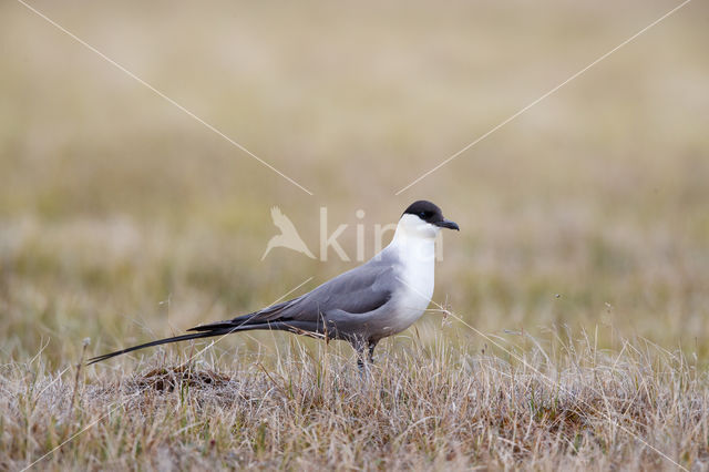 Long-tailed Jaeger (Stercorarius longicaudus)