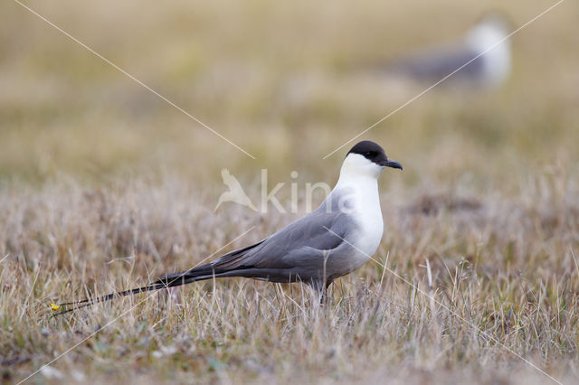 Long-tailed Jaeger (Stercorarius longicaudus)