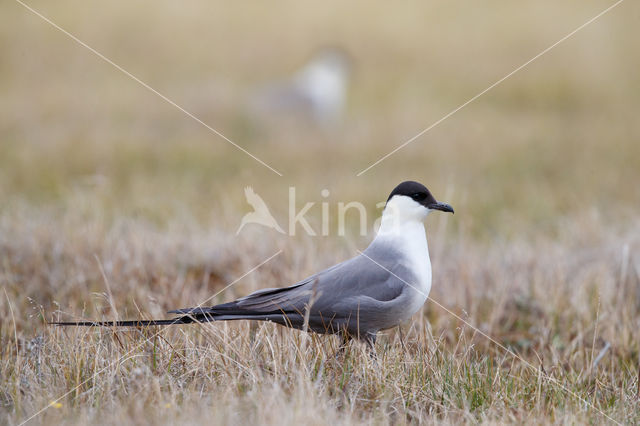 Kleinste Jager (Stercorarius longicaudus)