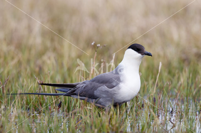 Long-tailed Jaeger (Stercorarius longicaudus)