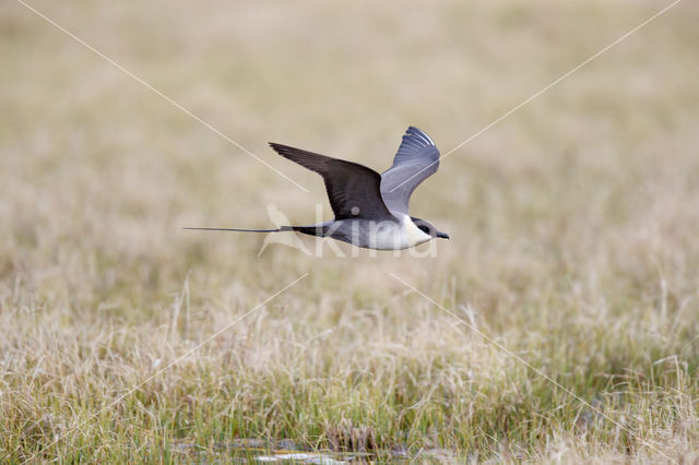 Long-tailed Jaeger (Stercorarius longicaudus)