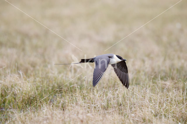 Long-tailed Jaeger (Stercorarius longicaudus)