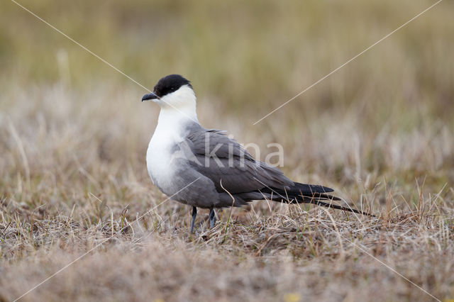 Long-tailed Jaeger (Stercorarius longicaudus)