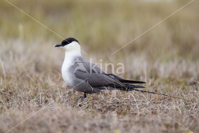 Long-tailed Jaeger (Stercorarius longicaudus)