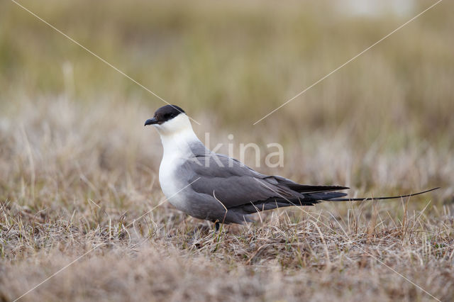 Long-tailed Jaeger (Stercorarius longicaudus)