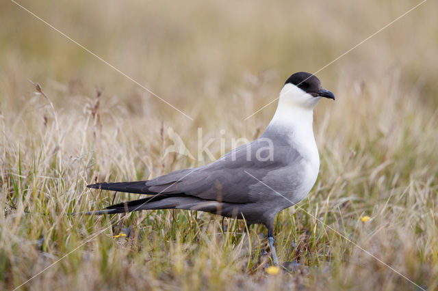 Kleinste Jager (Stercorarius longicaudus)