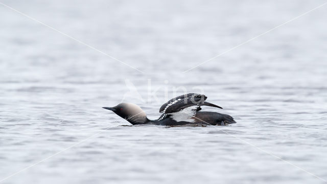 Pacific Loon