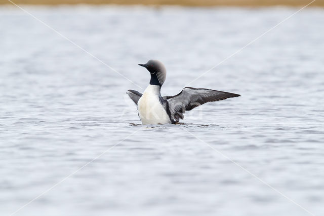 Pacific Loon