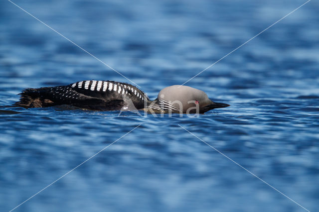 Pacific Loon