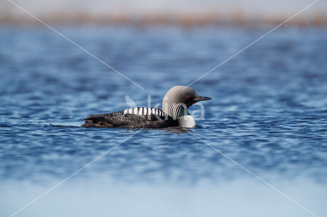 Pacific Loon