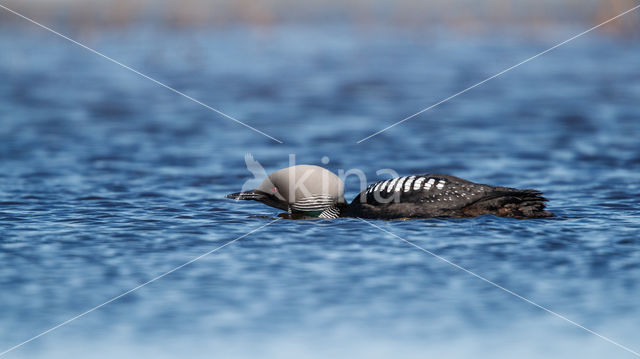 Pacific Loon