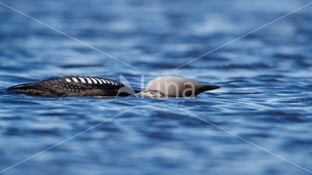 Pacific Loon