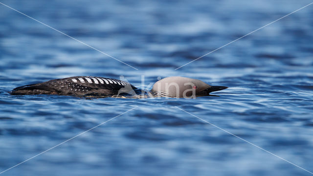 Pacific Loon