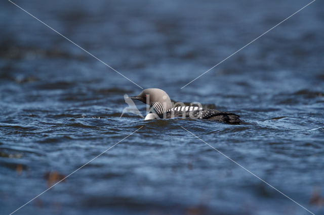 Pacific Loon