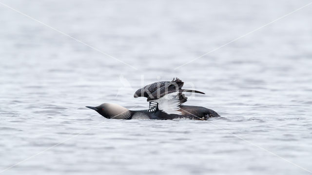 Pacific Loon