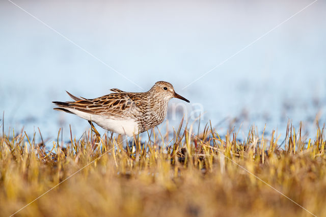 Pectoral Sandpiper (Calidris melanotos)