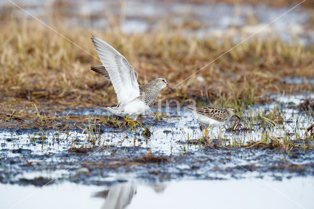 Pectoral Sandpiper (Calidris melanotos)