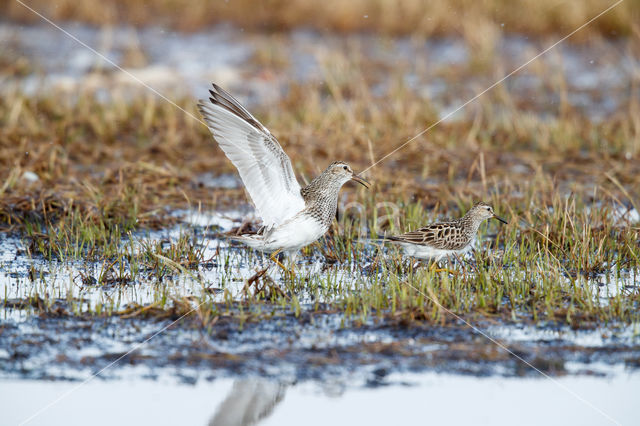 Gestreepte Strandloper (Calidris melanotos)