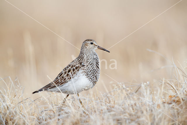 Gestreepte Strandloper (Calidris melanotos)