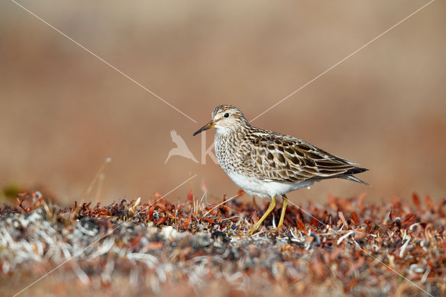 Gestreepte Strandloper (Calidris melanotos)