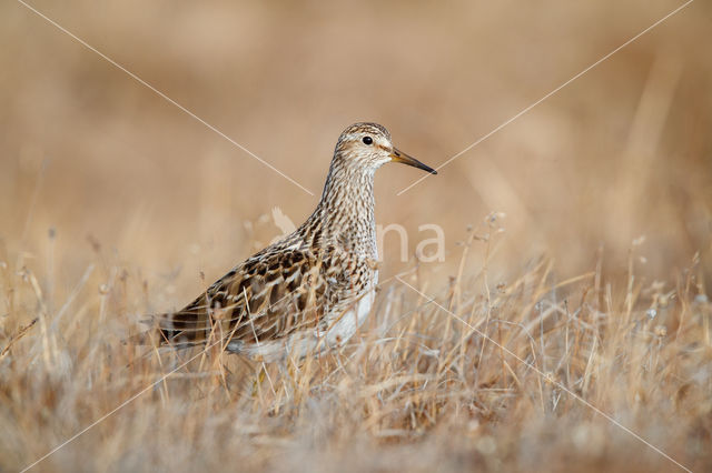 Gestreepte Strandloper (Calidris melanotos)