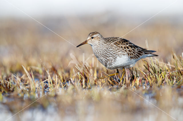 Pectoral Sandpiper (Calidris melanotos)