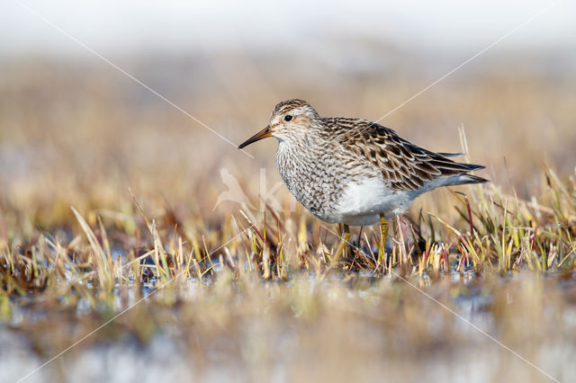 Pectoral Sandpiper (Calidris melanotos)