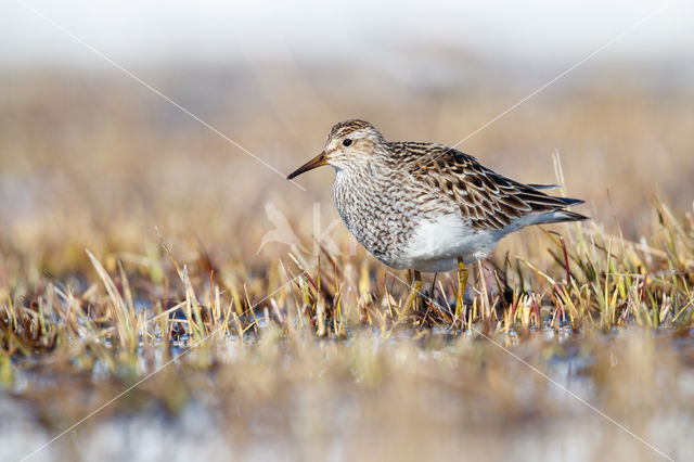 Gestreepte Strandloper (Calidris melanotos)