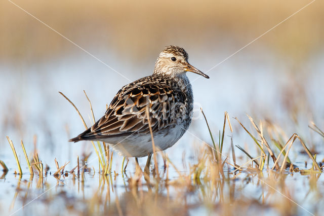 Pectoral Sandpiper (Calidris melanotos)